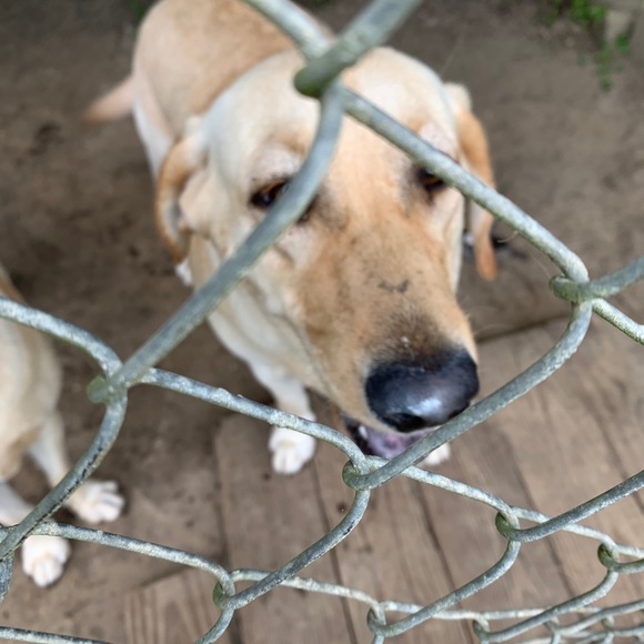 Meet your Posher, Randy - Picture 1 of 1